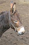 Head of the sad brown donkey in bridle