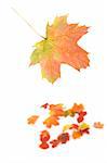 autumn background from color (red yellow and green) leaves