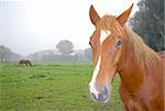 Close up of a horse with nature scene and another horse in the background