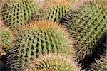 Spiky Cactus - Echinocactus grusonii ( Golden Barrel Cactus, Golden Ball, Mother-in-Law's Cushion ) Focus on centre cactus