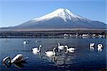 Swans in Lake Yamanaka with Mount Fuji in background
