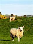 Two welsh sheep posing.