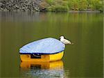 A young gull resting on a small yellow boat in north wales.