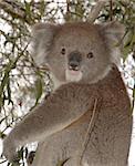 This is a closer look at the koala which visited our back yard in Stirling, South Australia