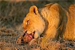 Lioness feeding on a carcass, South Africa