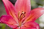 A close up of a very red day lily.