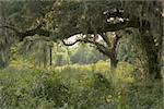 Live Oaks covered in spanish moss alongside Paradise Road in Dillion, South Carolina.