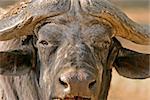Portrait of an African buffalo bull, South Africa