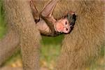 A baby Chacma baboon hanging onto his mother, South Africa