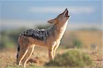Howling Jackal on the African grass plains