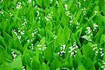 Lily-of-the-valley growing