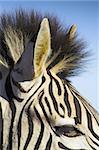 Zebra eye with hair and ears in view with blue bakcground