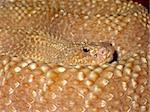 Portrait of a curled up adder (viper) snake