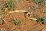 Aggressive Cape cobra, Kalahari, South Africa