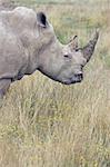 Profile of an adult Rhino in the grasslands