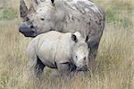 Baby Rhino close to a protective mother Rhino