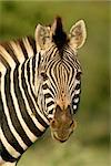 Portrait of a plains zebra, South Africa