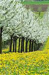 cherry-trees and dandelions