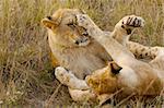 Two lion cubs playing.