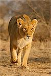 Lioness walking in early morning light, South Africa