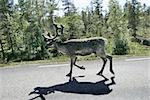 Reindeer on the highway to Boden, Sweden. Shot trough the car window as passing by.