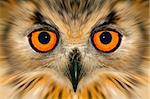 Digitally enhanced portrait of an owl