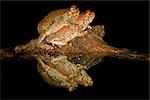 Mating red toads, South Africa