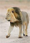 Big, black-maned lion walking, Kalahari, South Africa
