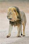 Big, black-maned lion walking, Kalahari, South Africa