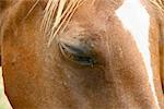 horses' face and the star close up