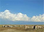 Herd of  zebra grazing on the vast grassland plains of the Etosha National Park, Namibia