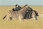 Two Plains Zebra stallions, Etosha National park, Namibia