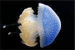 This is a spotted jelly fish gracefully floating by.