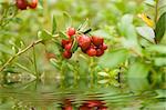 Ripe cowberry in a wood