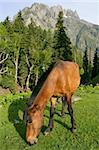 A wild horse grazing near a forest and mountains in Kashmir, India.