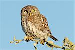 Pearl-spotted owl (Glaucidium perlatum), Kruger National park, South Africa