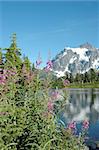Mt Shuksan reflected in picture lake