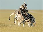 Two Plains Zebra stallions fighting, Etosha National park, Namibia