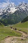 Four men and four horses follow the path towards the Himalayas in Kashmir.
