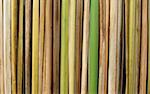 bamboo background