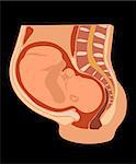 Vector image of nine months pregnant woman with fetus in stomach. Anatomical accurate
