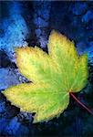 Autum leaves against sky