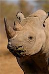 Portrait of a black rhinoceros (hooked-lipped rhinoceros), South Africa