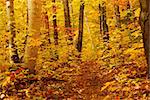 Golden fall forest with hiking trail
