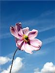 A Japanese anemone flowery background with a sky background.