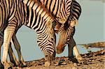 Interaction between two Plains Zebras, Etosha National Park, Namibia