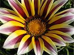 A Gazania Tiger Stripe Mixed flower with white bits of pollen on it.