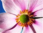 A Japanese anemone flowery close up
