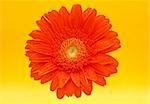 flower: red gerbera on yellow background