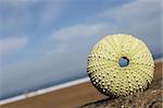 Sea urchin shell on the beach with blue sky